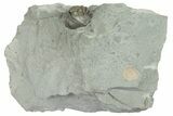 Wide, Enrolled Flexicalymene Trilobite In Shale - Mt Orab, Ohio #211568-1